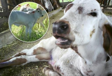 enfermedades_respirtatorias