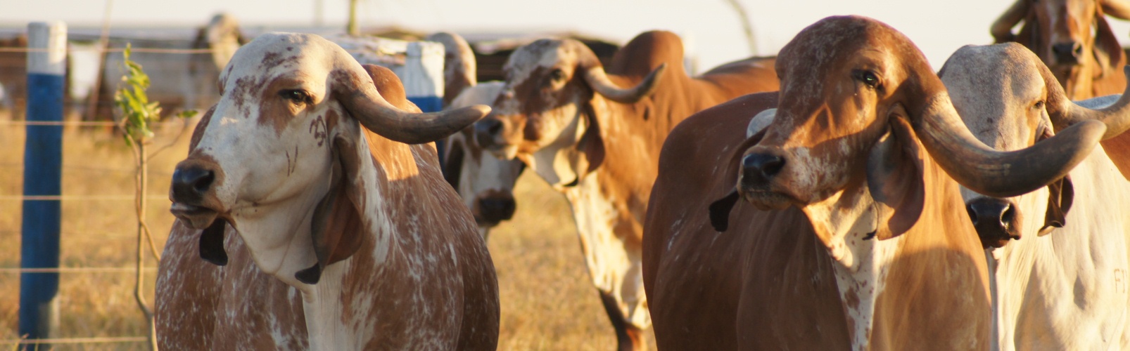 Pagina en construccion