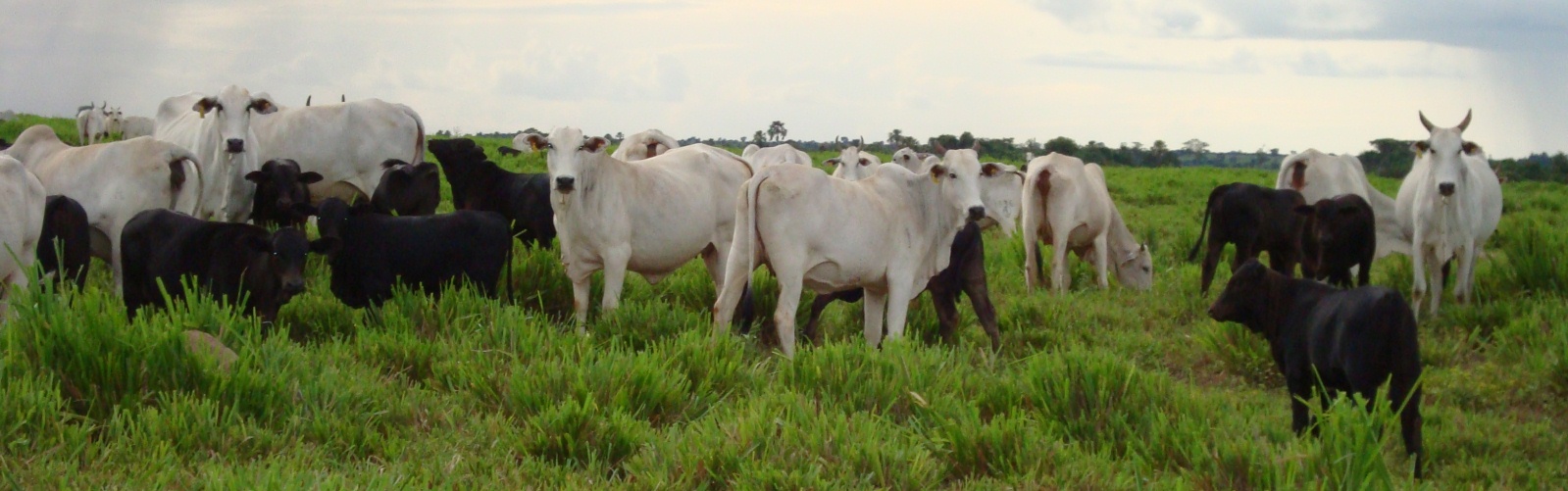 FOTOS GIRA AL BRASIL 2015