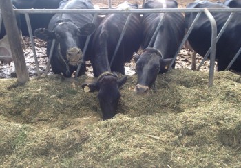 RUMIACIÓN, LA MÁS IMPORTANTE MANIFESTACIÓN DE BIENESTAR ANIMAL.