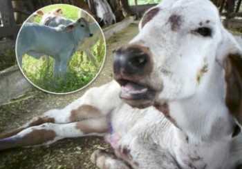 Nueve enfermedades respiratorias que afectan al ganado bovino