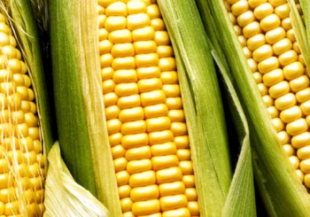 Principales cuidados en la producción de ensilaje de maíz desde el plantío hasta la cosecha.