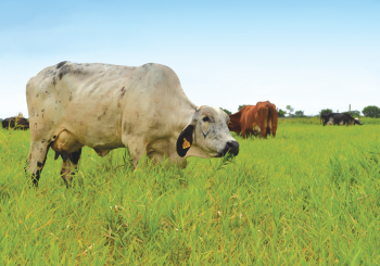 Consumo de pasto tropico bajo