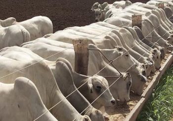 Cómo construir y utilizar el flujo de caja en la gestión de la ganadería